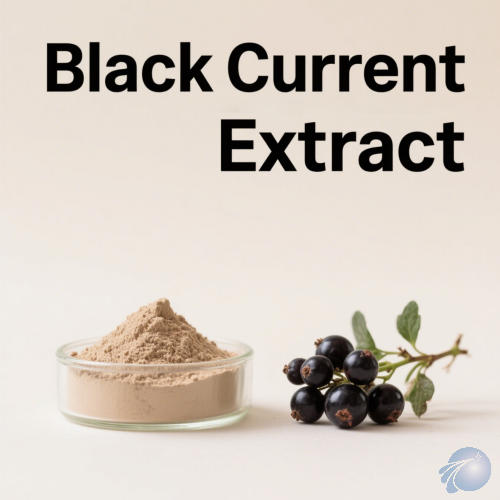 Black Current Extract