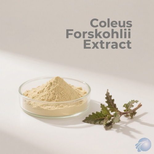 Coleus Forskohlii Extract