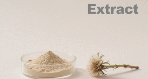 Dandelion Extract