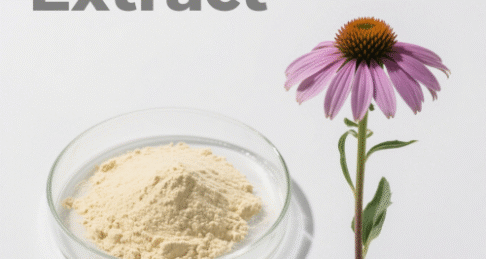 Echinacea Extract