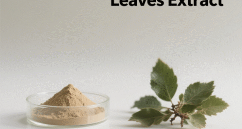 Hawthorn Leaves Extract
