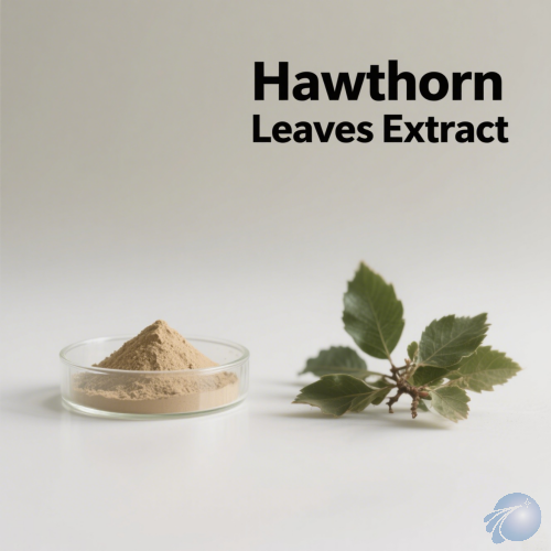 Hawthorn Leaves Extract
