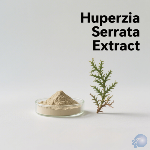 Huperzia Serrata Extract