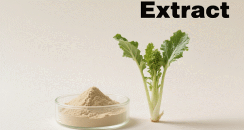 Isatis Root Extract