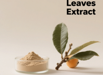 Loquat Leaves Extract