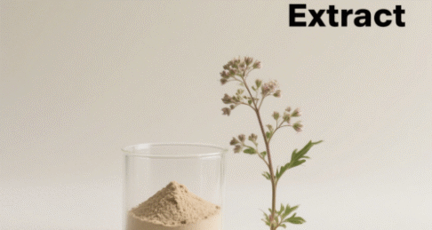 Macleaya Cordata Extract