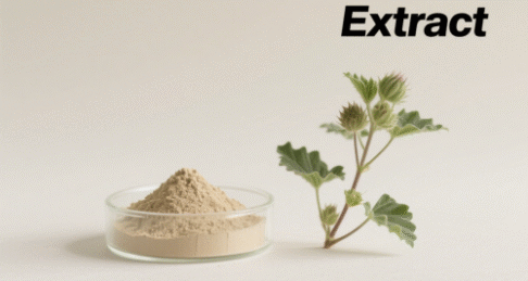 Malva Verticillata Extract