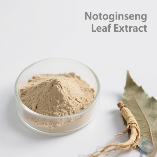 Notoginseng Leaf Extract
