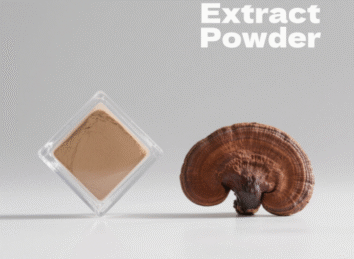 Reishi Extract Powder
