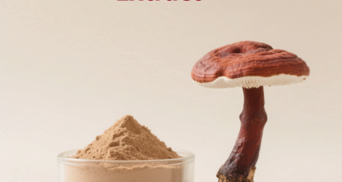 Reishi Mushroom Extract