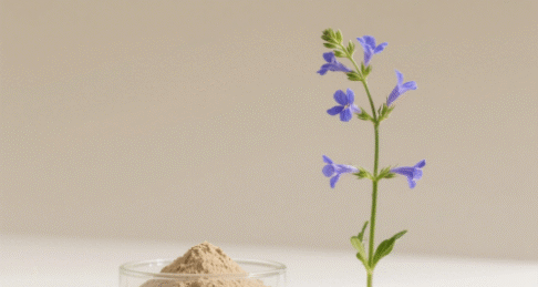 Scutellaria Baicalensis Georgi Extract