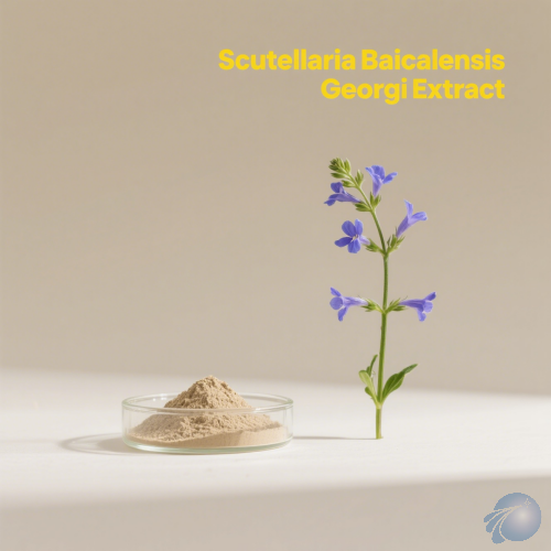 Scutellaria Baicalensis Georgi Extract