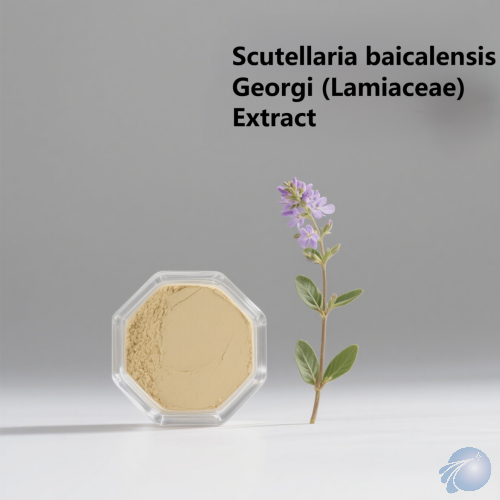 Scutellaria Baicalensis Georgi (Lamiaceae) Extract
