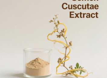 Semen Cuscutae Extract